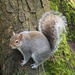 Squirrel  by josiegilbert