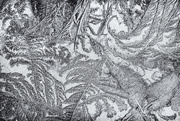 10th Feb 2019 - Frost Patterns On the Hot Tub Cover 