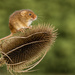 Harvest Mouse on teasel by shepherdmanswife