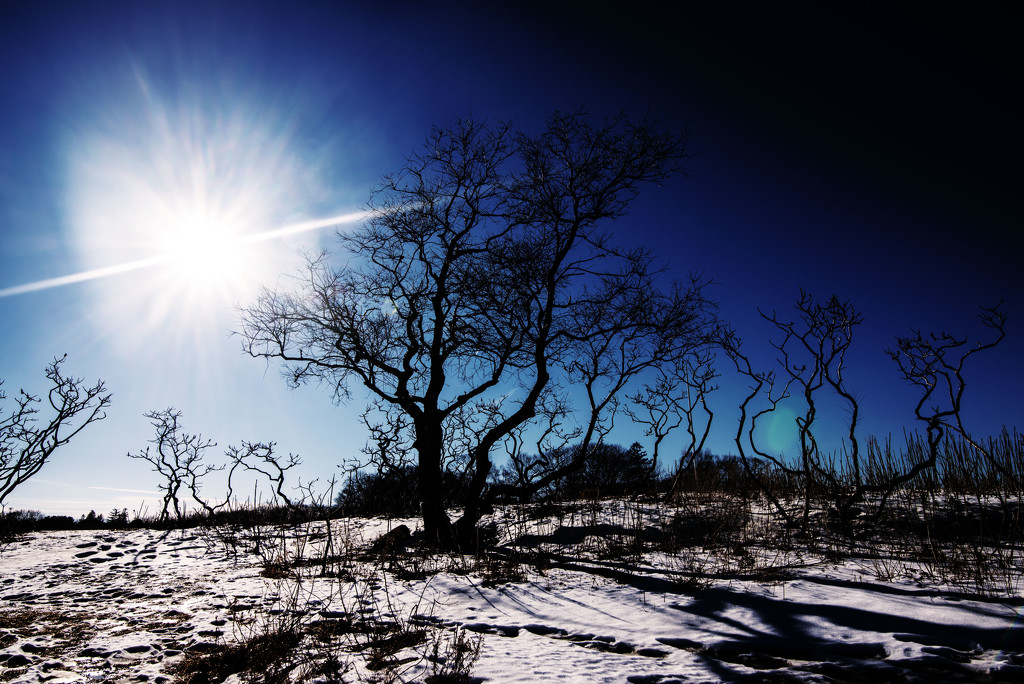 Winter sun by dianen