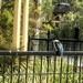 Kingfisher  by sugarmuser