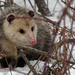 opossum in the snow by rminer