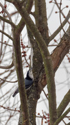 10th Feb 2019 - nuthatch tasting an icicle