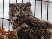 10th Feb 2019 - owl closeup