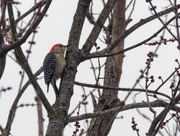 10th Feb 2019 - red-bellied woodpecker
