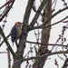 red-bellied woodpecker by rminer