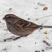 american tree sparrow in the snow by rminer