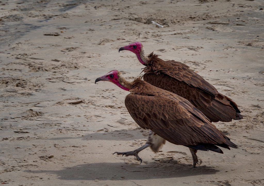 Hooded Vultures by ellida
