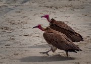 19th Jan 2019 - Hooded Vultures