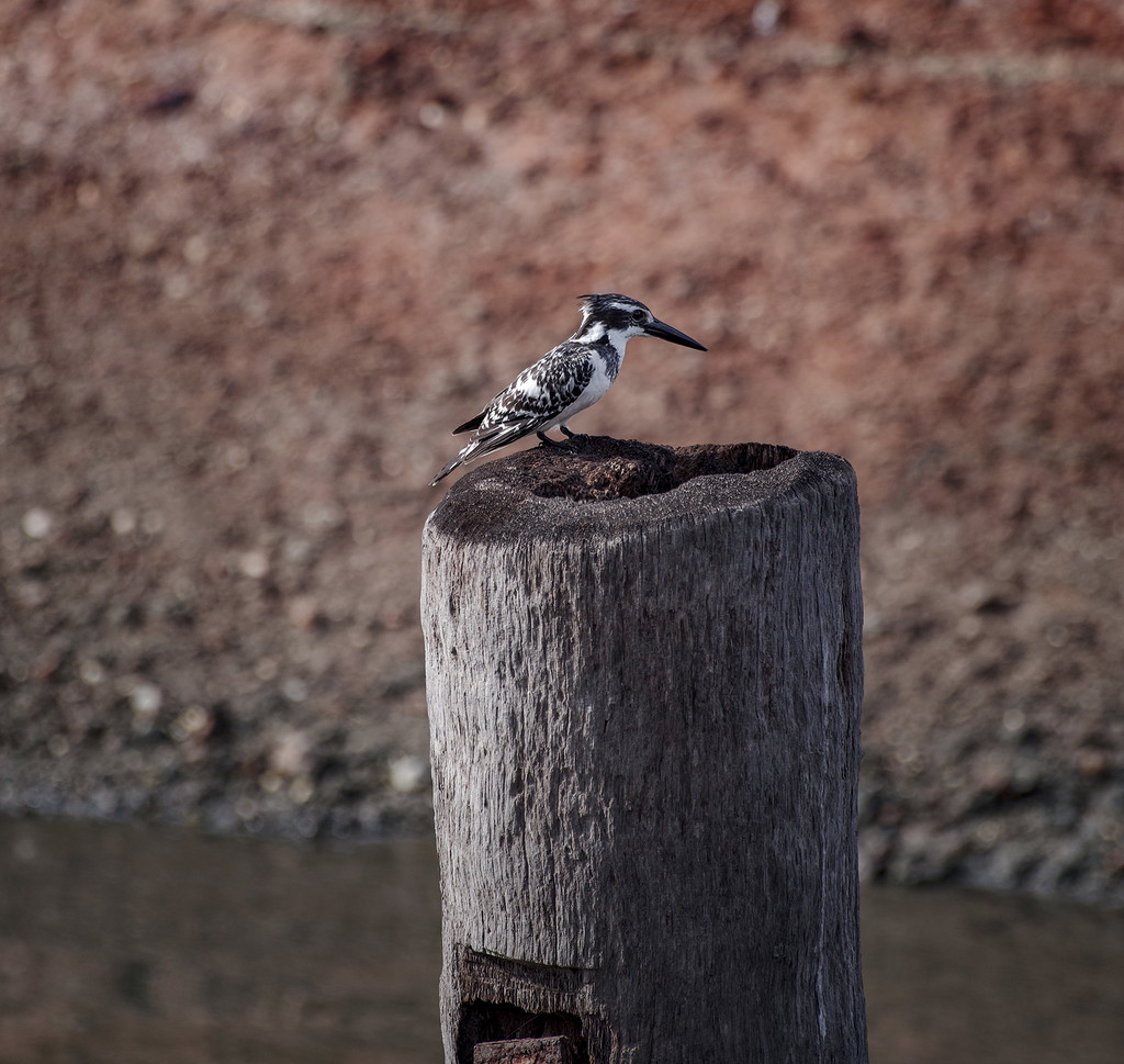 Pied kingfisher by ellida
