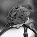 Dove in b&w by amyk