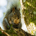 Yeah, Another Squirrel! by rickster549