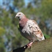 Another of our pigeons by Dawn
