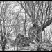 Tree Textures by gardencat