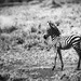 Young Zebra by taffy