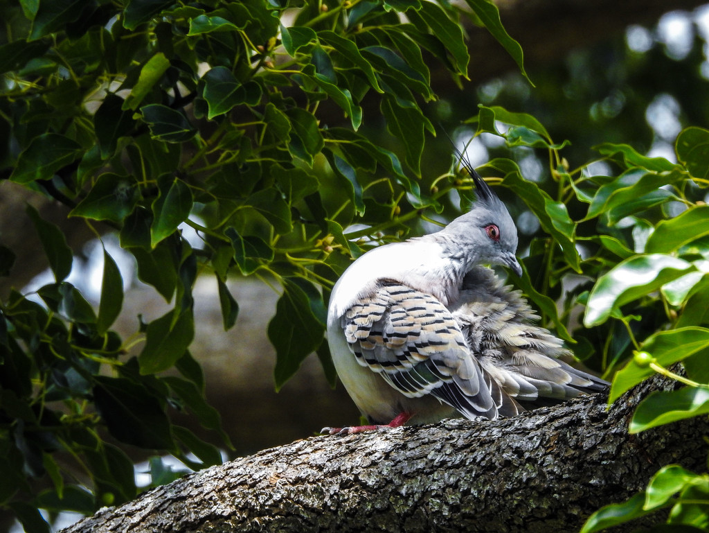 Crested pigeon by jeneurell