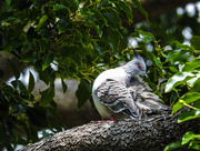 11th Feb 2019 - Crested pigeon