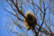 11th Feb 2019 - Another Porcupine