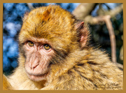 11th Feb 2019 - Young Barbary Macaque