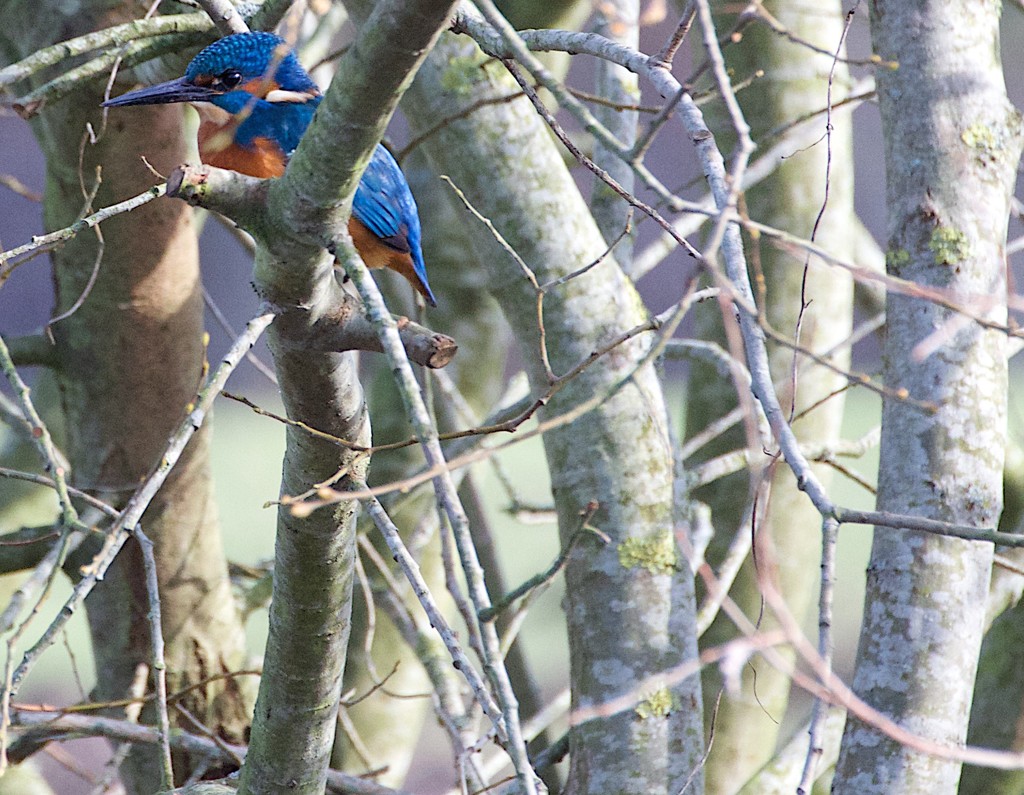 Kingfisher In A Tree by davemockford