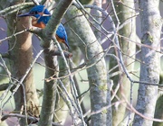 11th Feb 2019 - Kingfisher In A Tree
