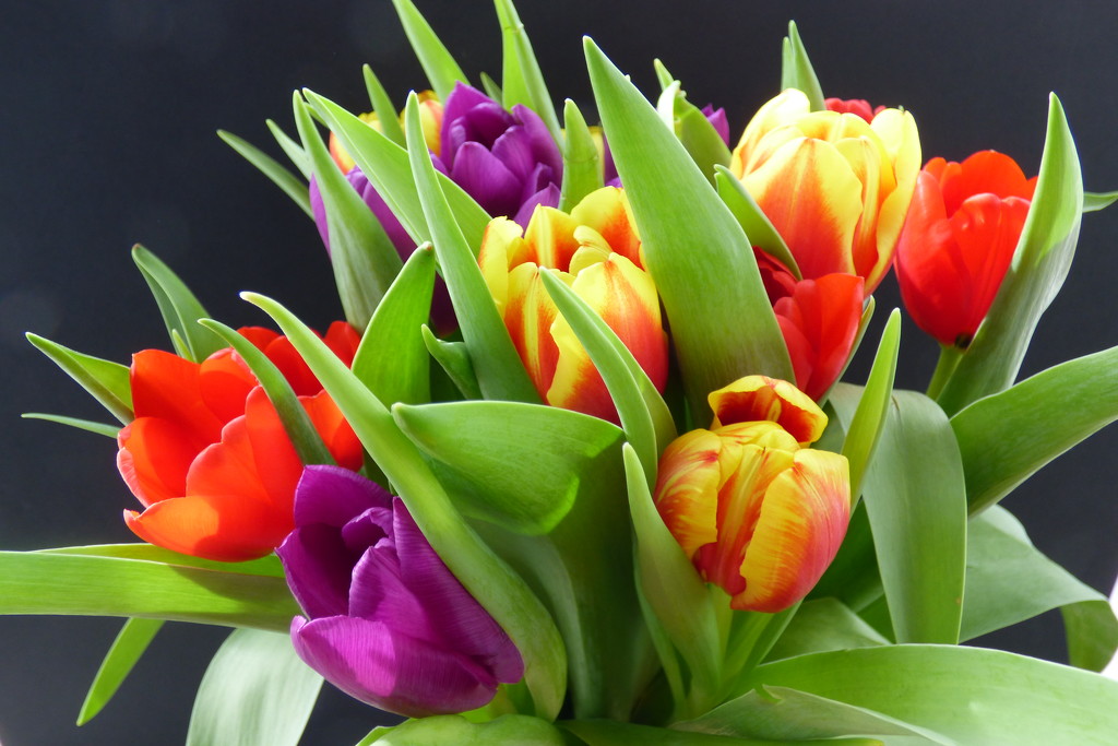 A beautiful bunch of tulips  by beryl
