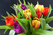 11th Feb 2019 - A beautiful bunch of tulips 