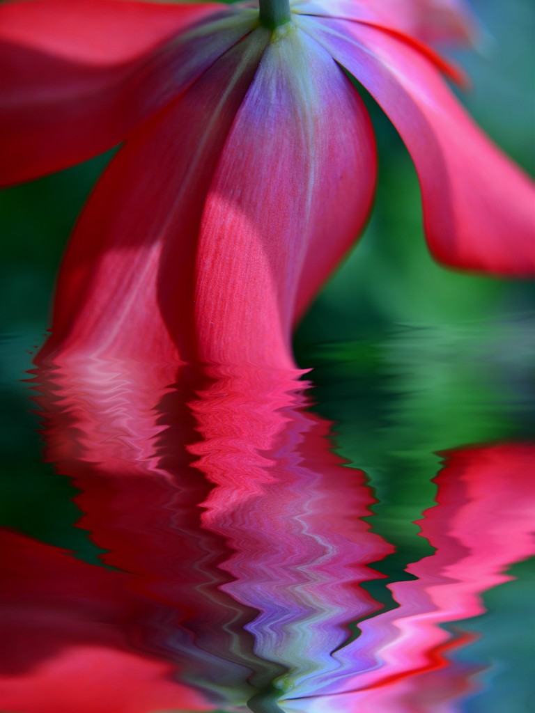 Tulip....... by ziggy77