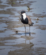 23rd Jan 2019 - Spur Winged Lapwing