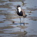Spur Winged Lapwing by ellida
