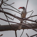 Red Billed Hornbill by ellida