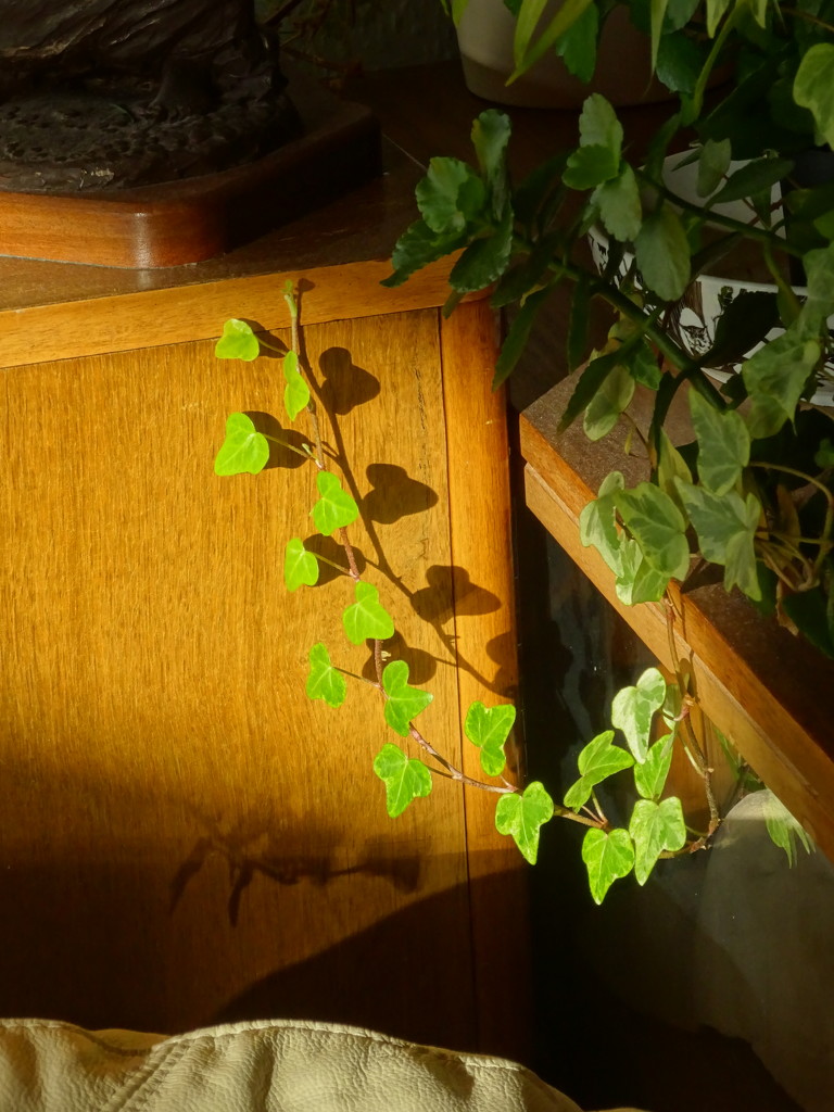 a bit of leafy light by anniesue