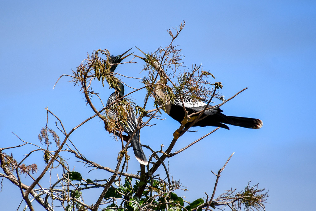 Anhingas by danette