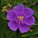 Tibouchina Flower ~ by happysnaps