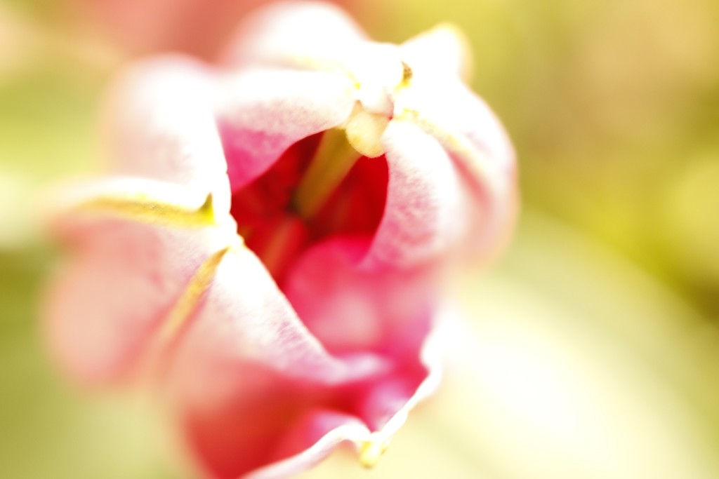 Beautiful lily opening up. by bizziebeeme