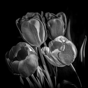 11th Feb 2019 - Tulips