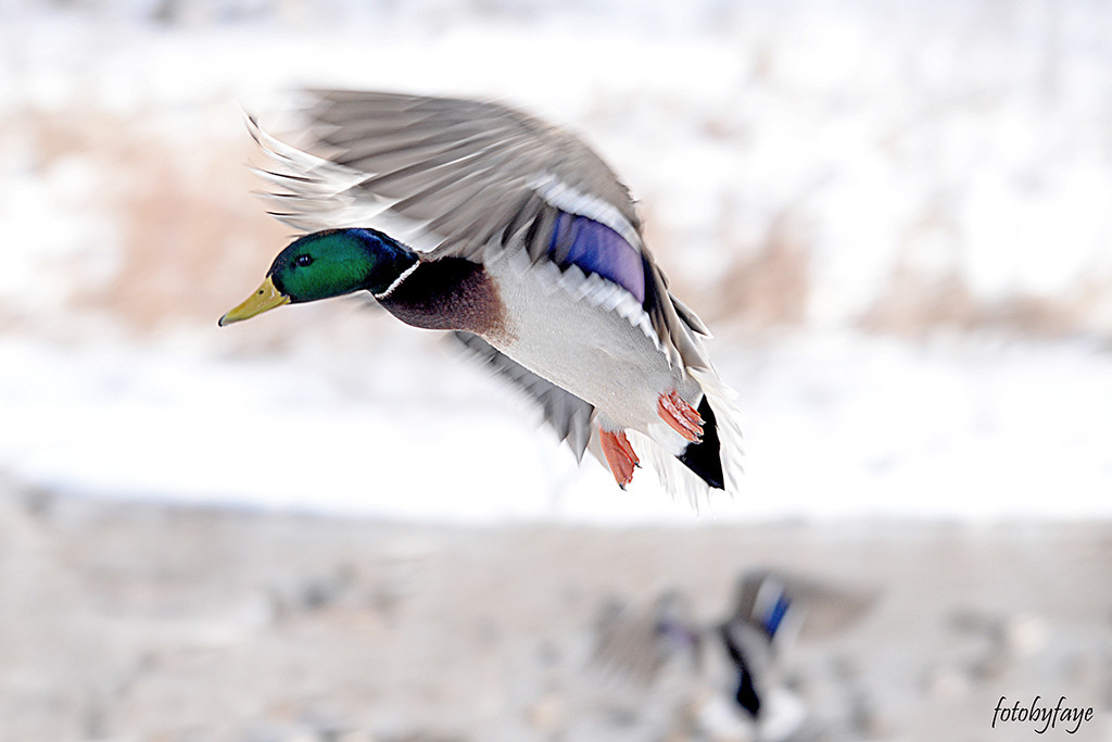 Mallard in flight! by fayefaye