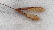 11th Feb 2019 - maple seeds on snow
