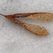 maple seeds on snow by rminer