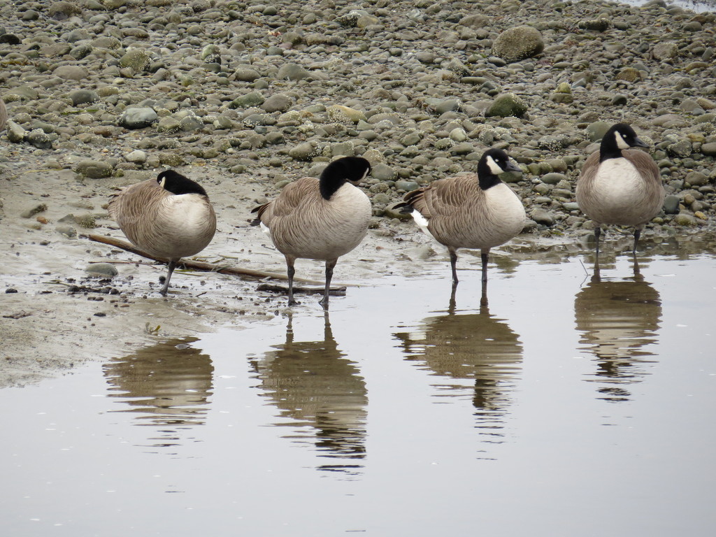 Canada Geese  by kathyo