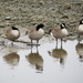 Canada Geese  by kathyo
