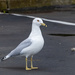 Ring-billed Gull by nicoleweg