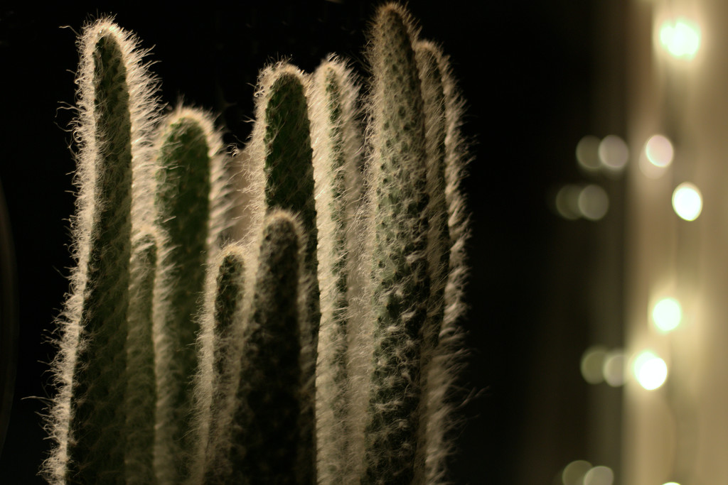 Cactus and Lights by gtoolman8