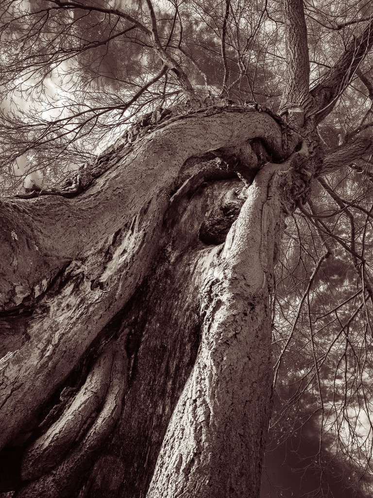 Old lime tree by haskar