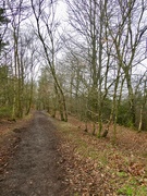 12th Feb 2019 - Walk in the woods 