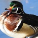 Quack! by janeandcharlie