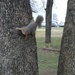 squirrel!!! by ambler