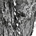 Tree Trunk Textures by nickspicsnz