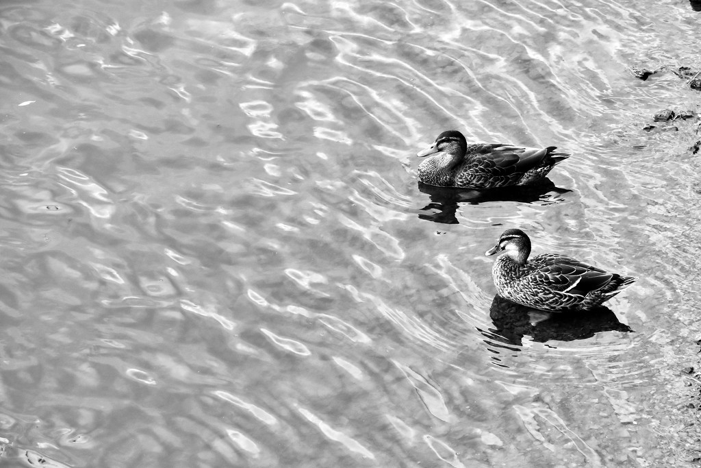 Quack Quack on the Waikato River by nickspicsnz