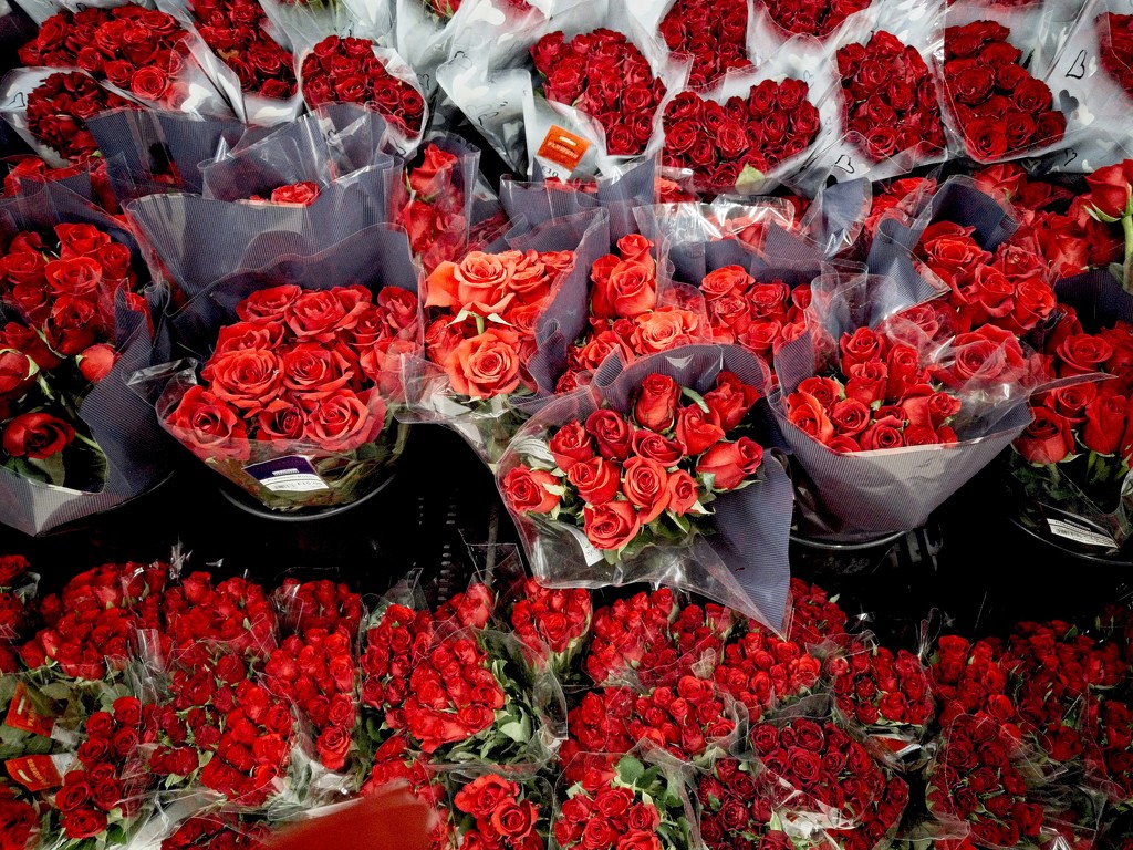 Red Roses by billyboy